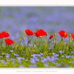 Coquelicots_lin__28_05_2016_015-border