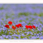 Coquelicots_lin__28_05_2016_016-border