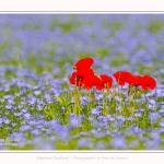 Coquelicots_lin__28_05_2016_019-border