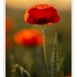 Coquelicots au Cap Hornu en Baie de Somme