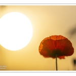 Coquelicots au Cap Hornu en Baie de Somme