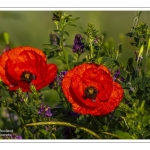 Coquelicots au Cap Hornu en Baie de Somme