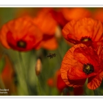 Coquelicots au Cap Hornu en Baie de Somme