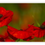 Coquelicots au Cap Hornu en Baie de Somme