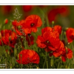 Coquelicots au Cap Hornu en Baie de Somme
