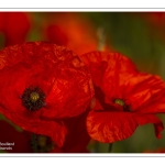 Coquelicots au Cap Hornu en Baie de Somme