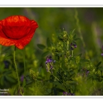 Coquelicots au Cap Hornu en Baie de Somme