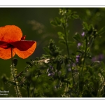 Coquelicots au Cap Hornu en Baie de Somme