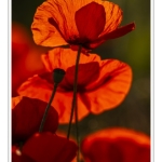 Coquelicots au Cap Hornu en Baie de Somme