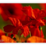 Coquelicots au Cap Hornu en Baie de Somme