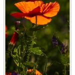 Coquelicots au Cap Hornu en Baie de Somme