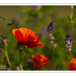 Coquelicots au Cap Hornu en Baie de Somme