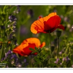 Coquelicots au Cap Hornu en Baie de Somme