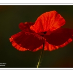 Coquelicots au Cap Hornu en Baie de Somme
