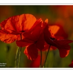 Coquelicots au Cap Hornu en Baie de Somme