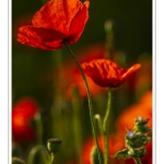 Coquelicots au Cap Hornu en Baie de Somme