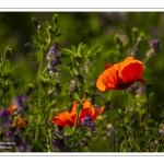 Coquelicots au Cap Hornu en Baie de Somme