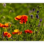 Coquelicots au Cap Hornu en Baie de Somme