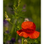 Coquelicots au Cap Hornu en Baie de Somme
