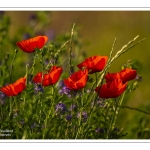 Coquelicots au Cap Hornu en Baie de Somme