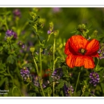 Coquelicots au Cap Hornu en Baie de Somme