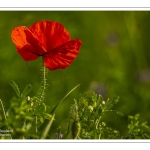 Coquelicots au Cap Hornu en Baie de Somme