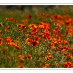 Coquelicots au Cap Hornu en Baie de Somme