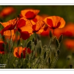 Coquelicots au Cap Hornu en Baie de Somme