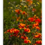 Coquelicots au Cap Hornu en Baie de Somme