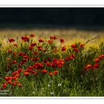 Coquelicots au Cap Hornu en Baie de Somme