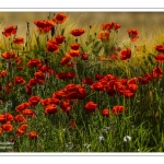 Coquelicots au Cap Hornu en Baie de Somme