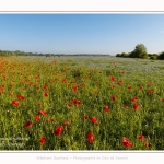 Coquelicots_25_05_2017_001-border