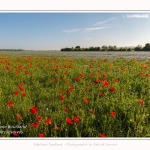 Coquelicots_25_05_2017_002-border