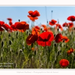 Coquelicots_25_05_2017_003-border