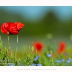 Coquelicots_25_05_2017_006-border