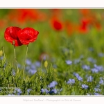 Coquelicots_25_05_2017_007-border