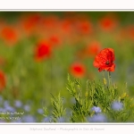 Coquelicots_25_05_2017_009-border