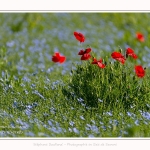 Coquelicots_25_05_2017_011-border