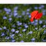 Coquelicots_25_05_2017_013-border