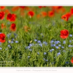 Coquelicots_25_05_2017_014-border