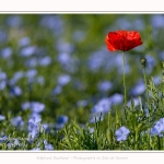 Coquelicots_25_05_2017_015-border