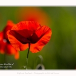 Coquelicots_25_05_2017_022-border