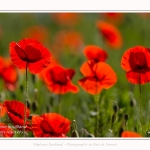 Coquelicots_25_05_2017_026-border