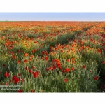 Champ de coquelicots - Baie de Somme