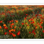 Champ de coquelicots - Baie de Somme