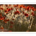 Champ de coquelicots - Baie de Somme