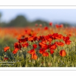 Champ de coquelicots - Baie de Somme