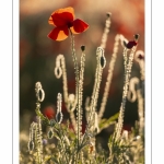 Champ de coquelicots - Baie de Somme