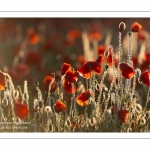 Champ de coquelicots - Baie de Somme