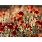 Champ de coquelicots - Baie de Somme